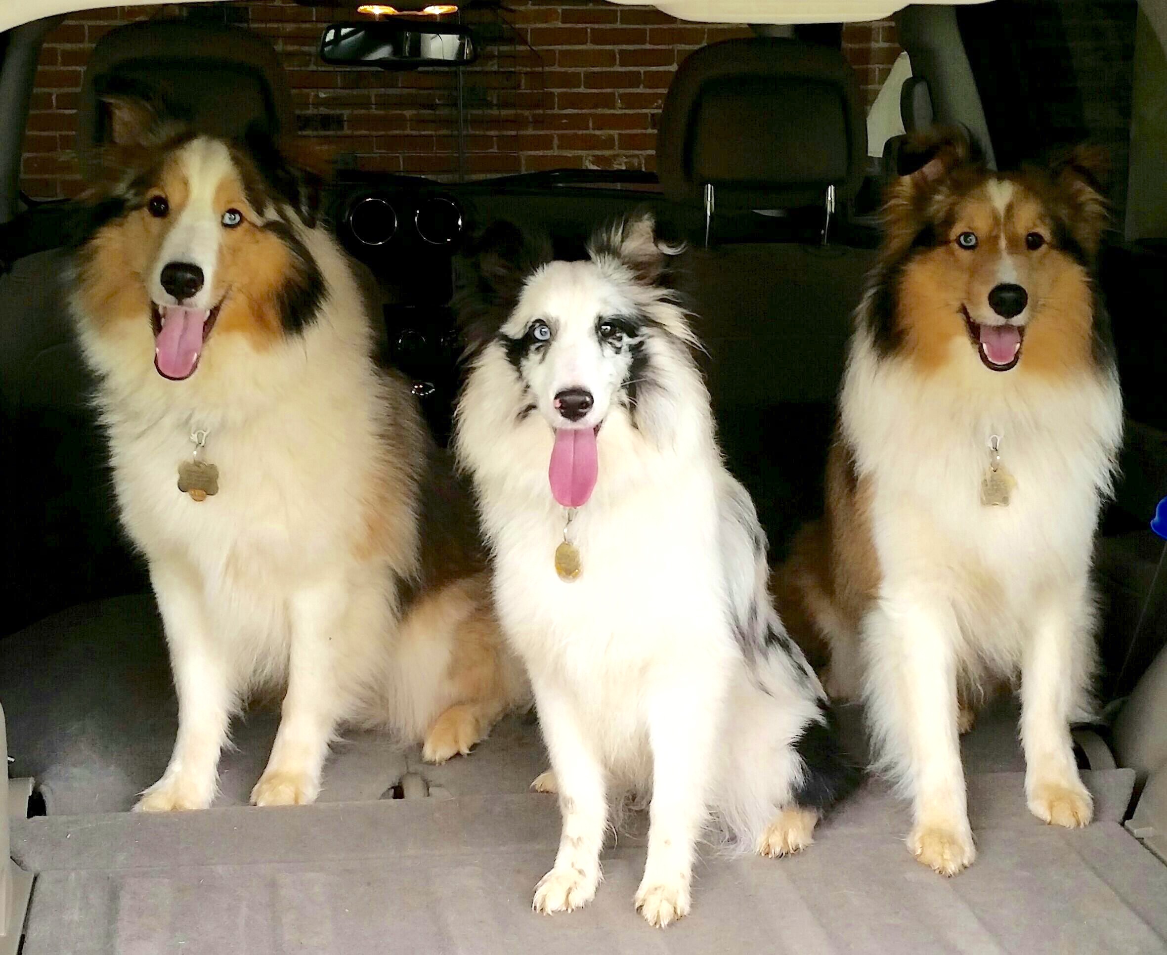 Cooper, Jade, Carter
