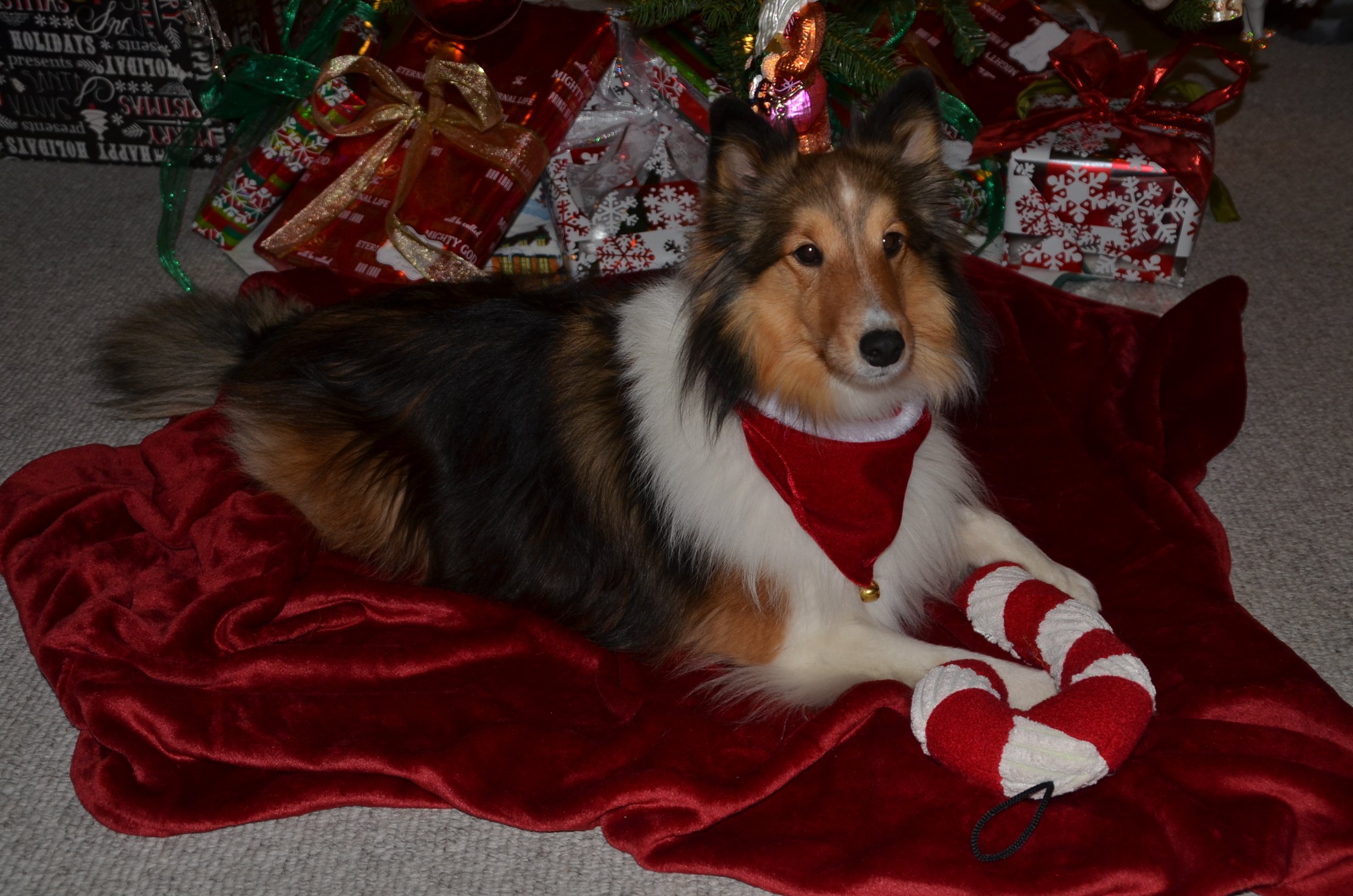 Lucy christmas
