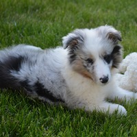skylar blue
