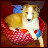 cooper