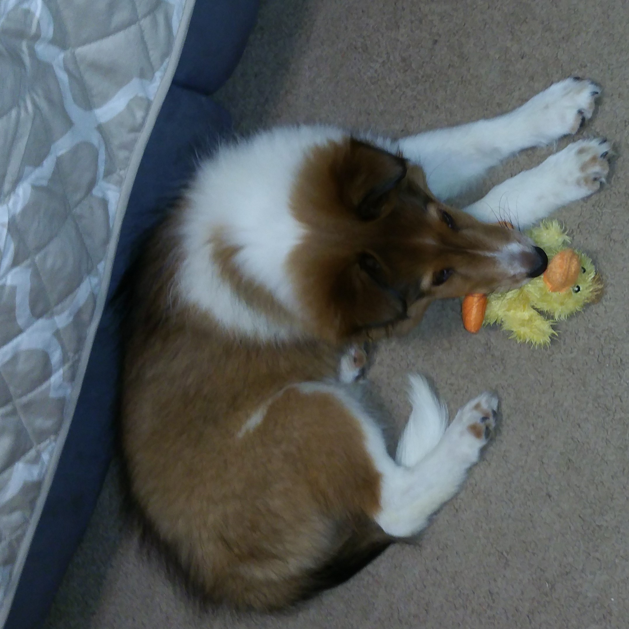 sadie1