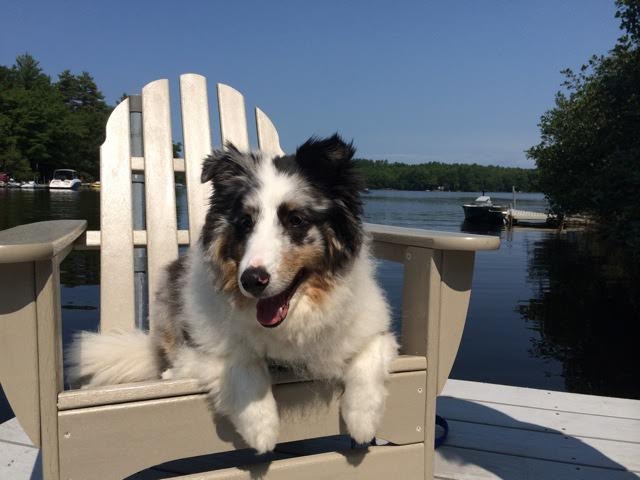 Merlin at the lake