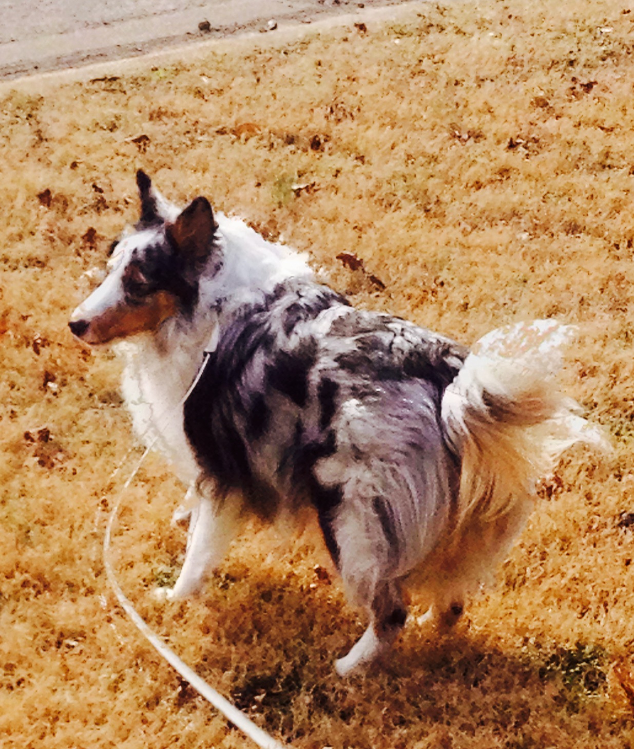 Max