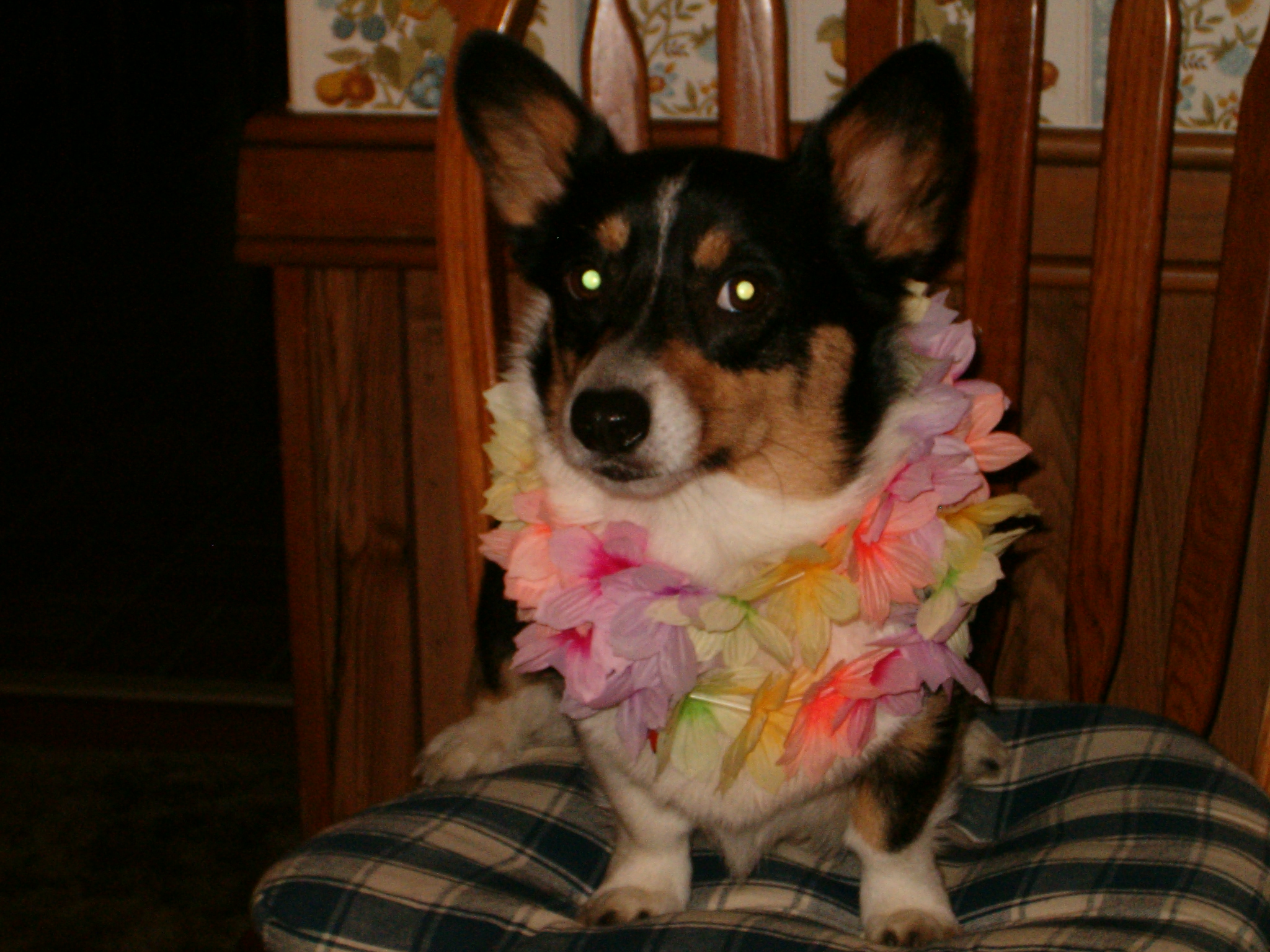 Gidget