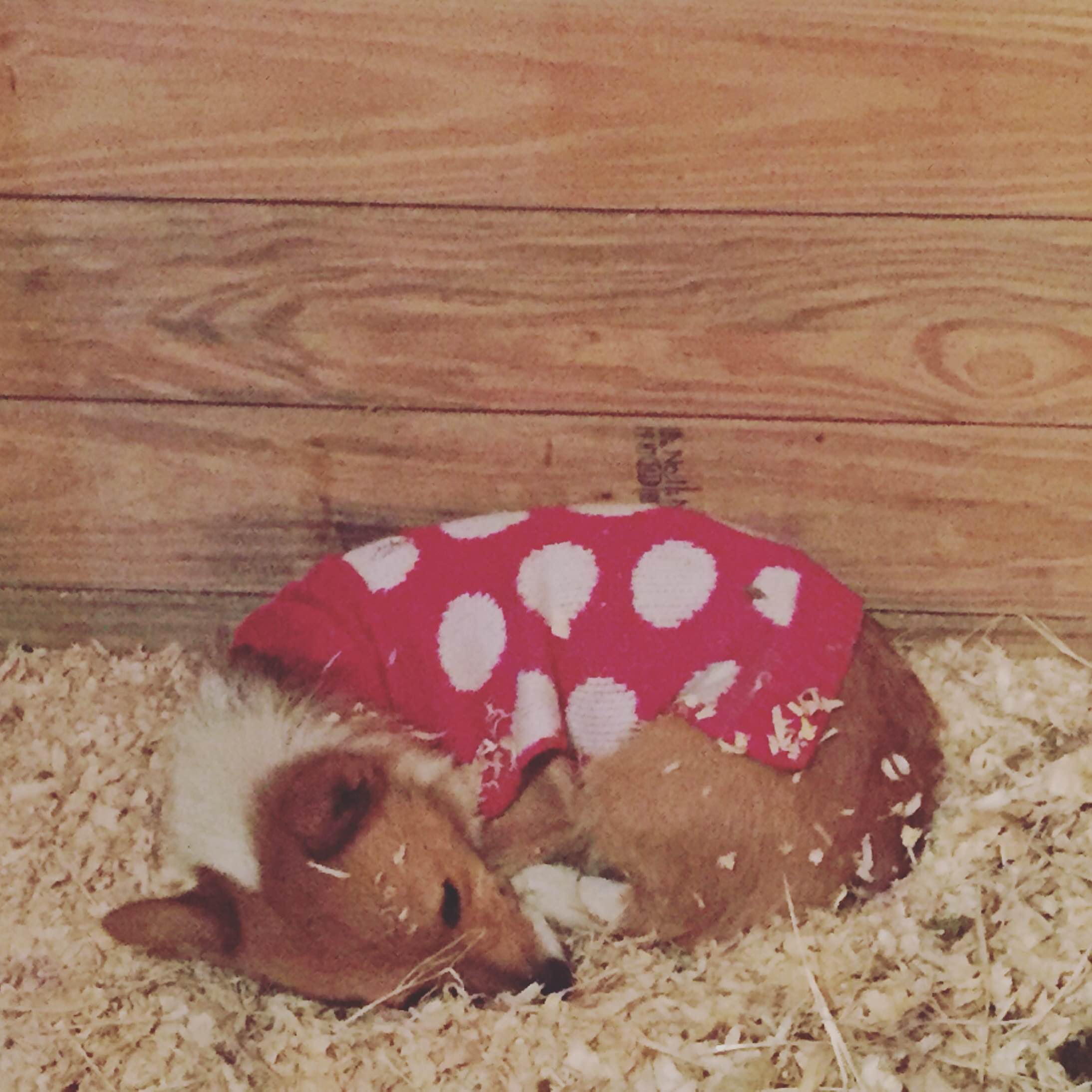 Winnie