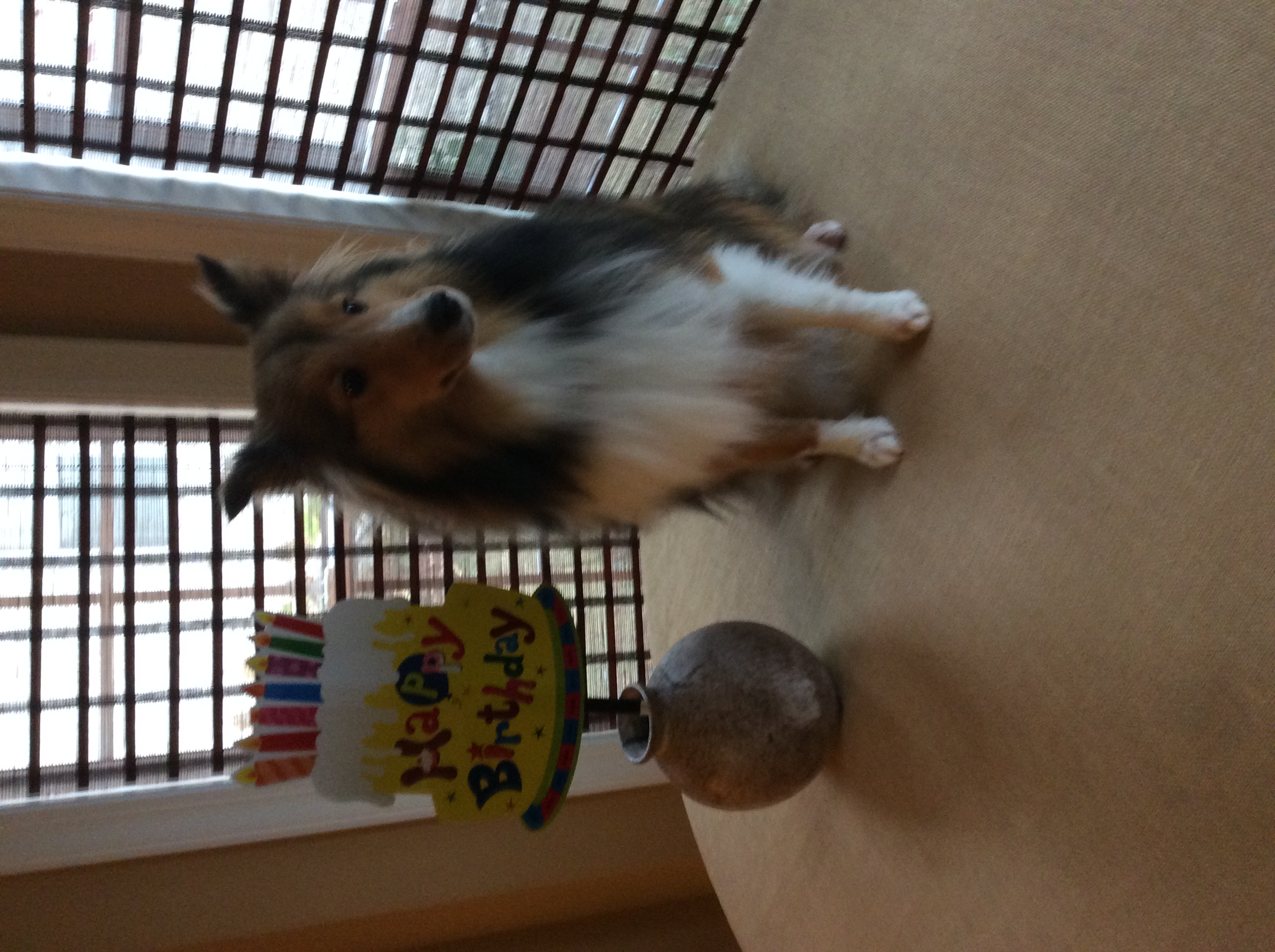 findley's birthday