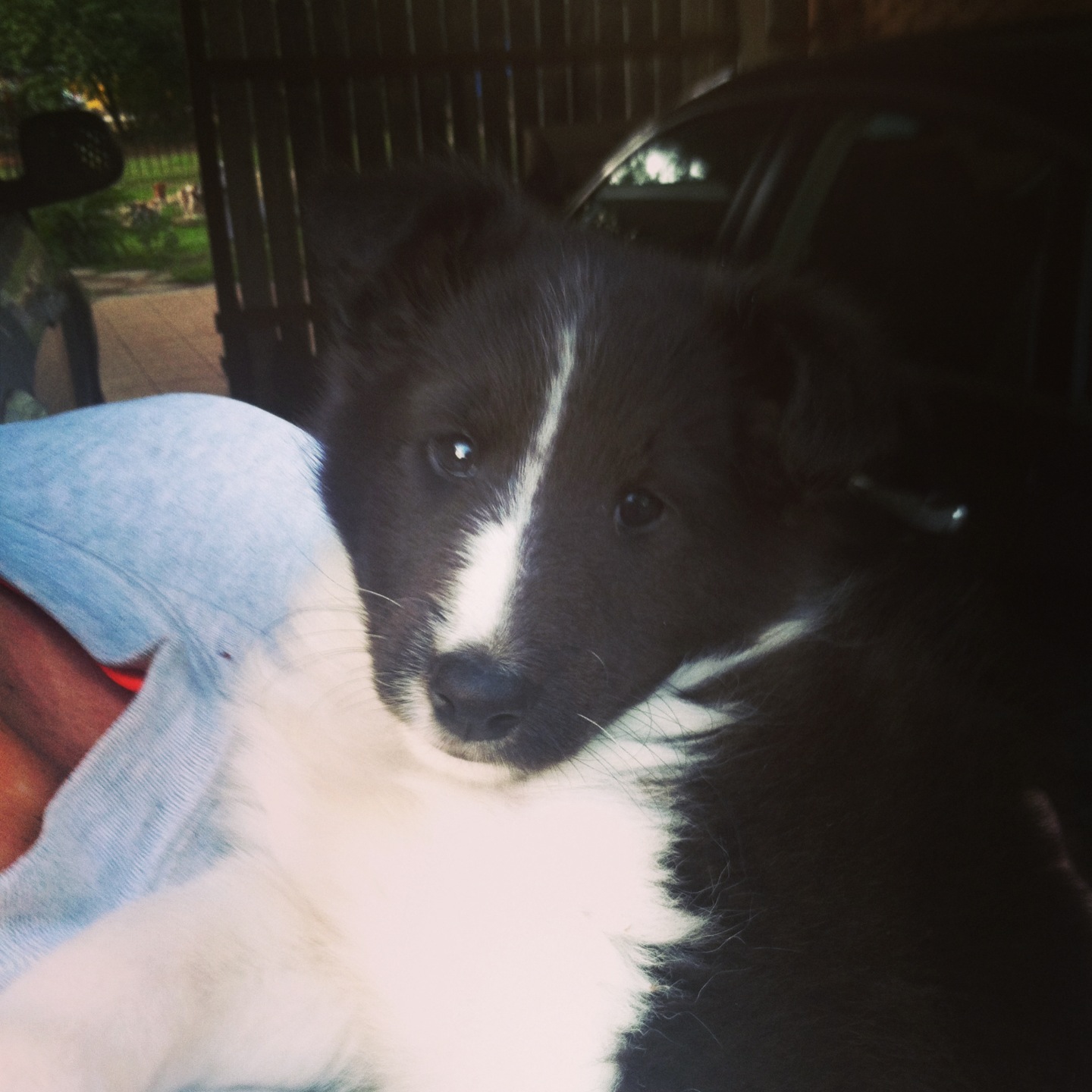 Laney