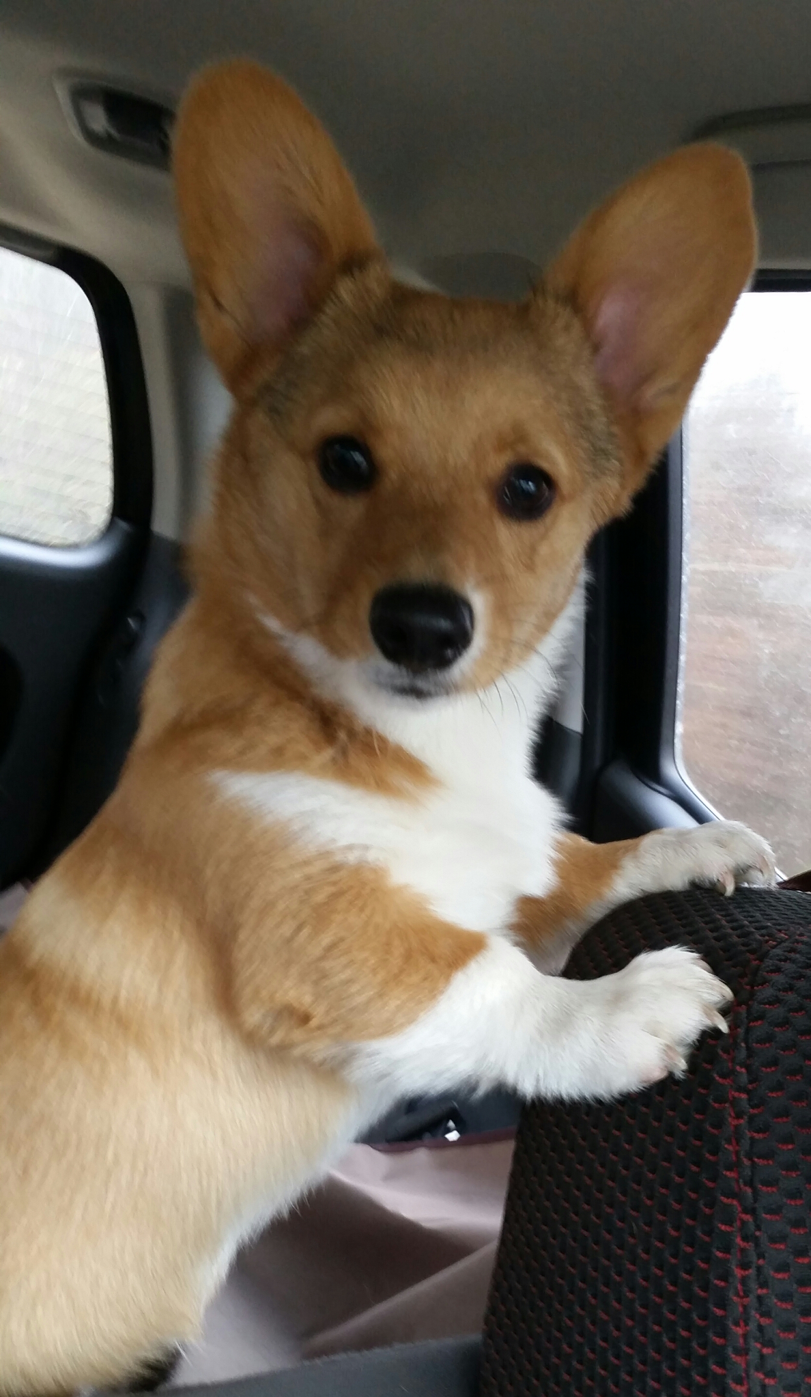 Loki