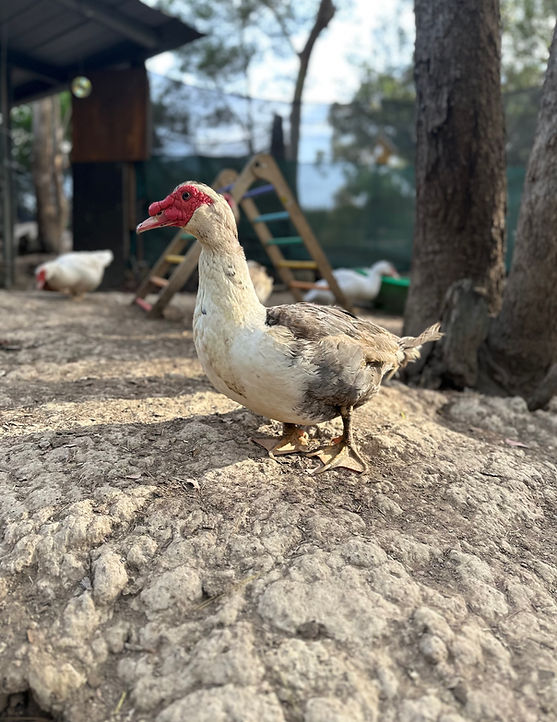 A male muscovy duck standing on a mound