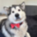 Picture of an Alaskan Malamute fog wearing a red bow tie with gingerbread men on it.