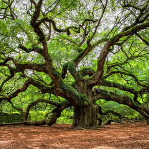 golden tree surgeons.png