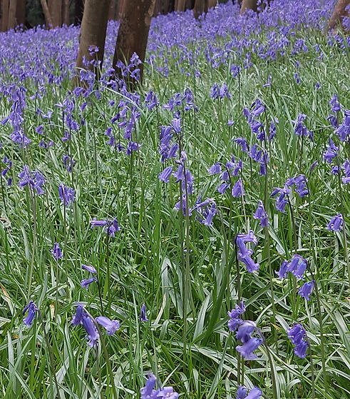 Achtergrond foto_edited.jpg