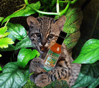 CatOriginal_large.gif