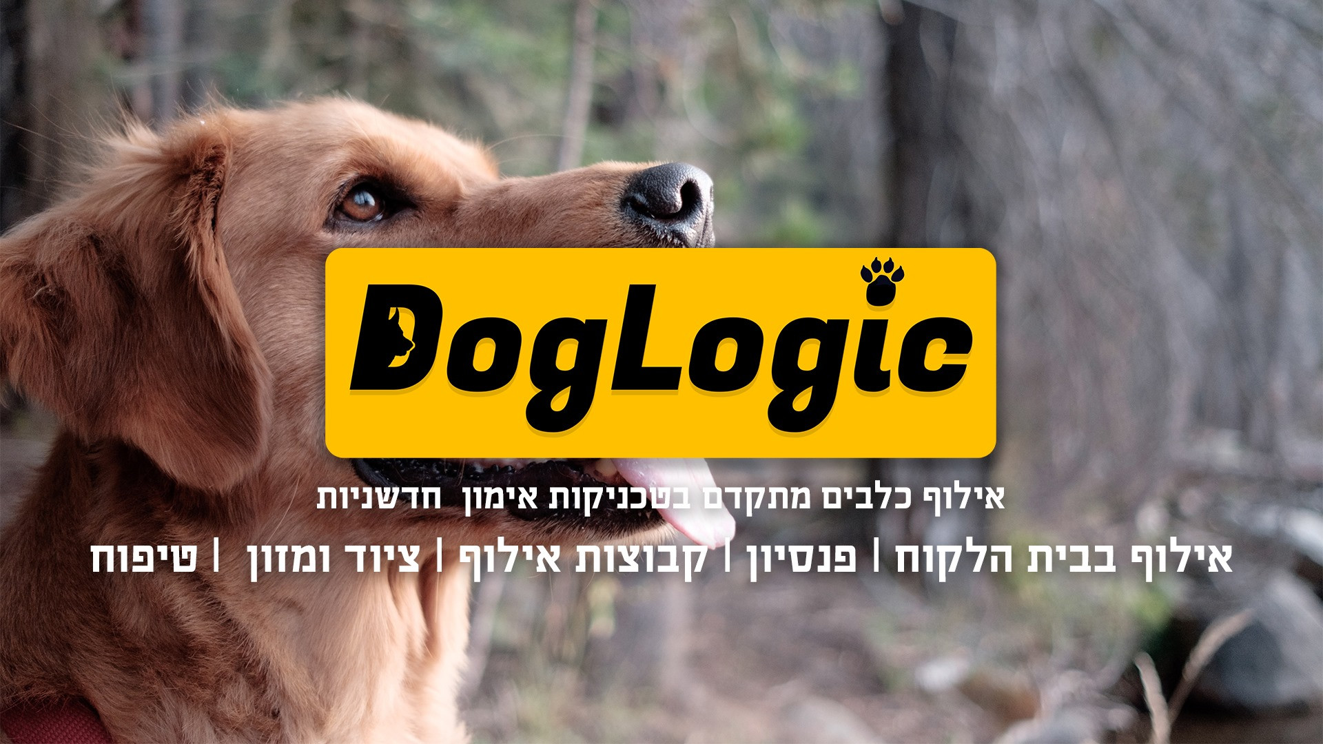 פנסיון ואילוף כלבים  | DogLogic