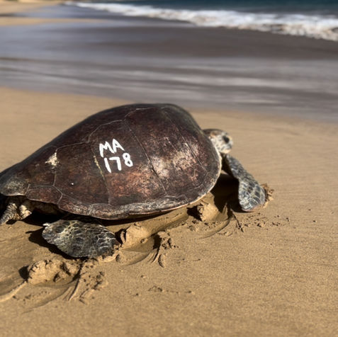 Sea Turtle going to Sea
