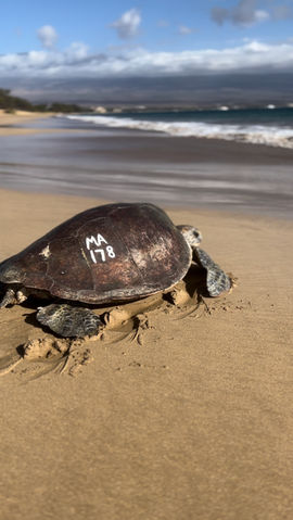 Sea Turtle going to Sea