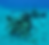 Corals