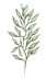 ramo.png