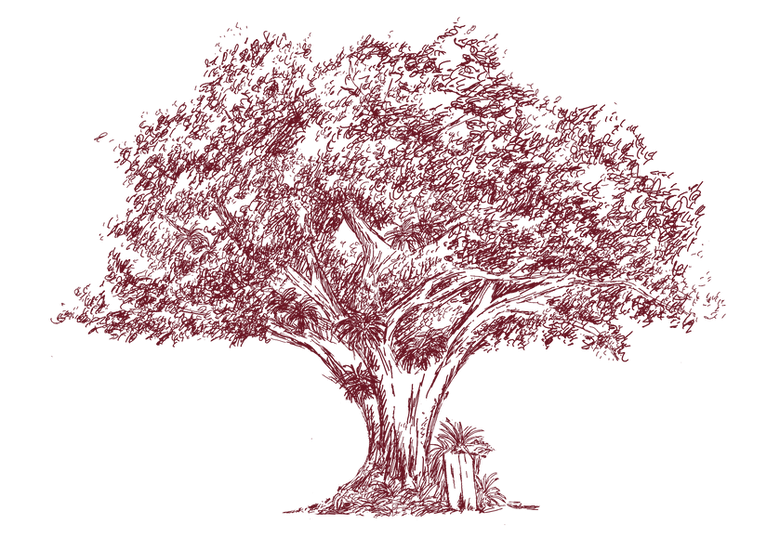 Árvore bordô.png
