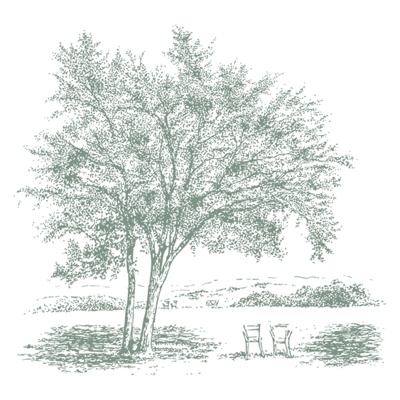 arvoreverdeceladon - Anna Brancaglione.png