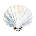 —Pngtree—watercolor white shell_13392994.png
