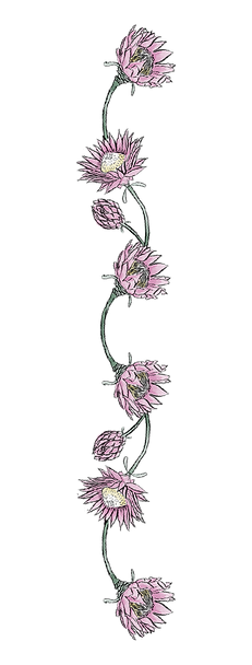 Arranjo 2_edited.png