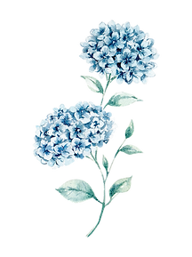 hortensia_edited.png