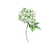 hortensia_edited.png