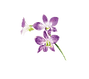 orquidea roxa.png