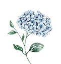 hortensia azul_edited.png
