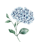 hortensia azul_edited.png