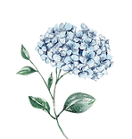 hortensia azul_edited.png