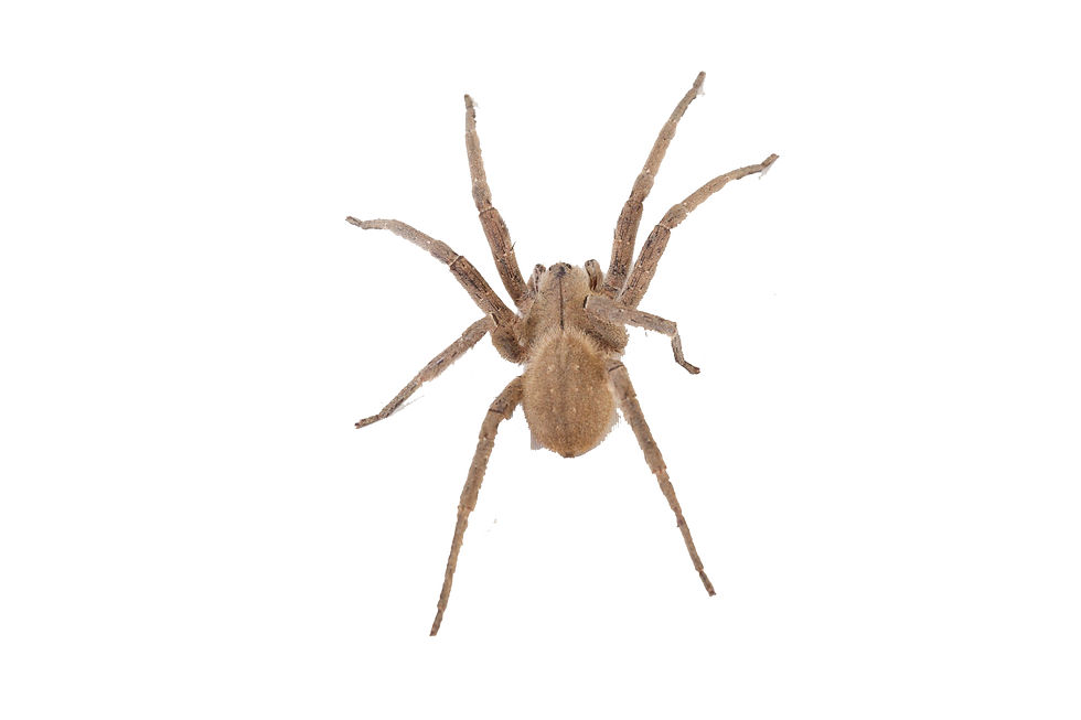 Araña