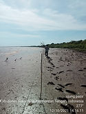 mangrove.jpg