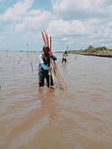 mangrove.jpg