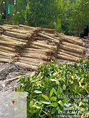 mangrove.jpg