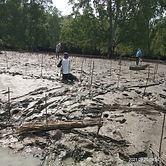 mangrove.jpg