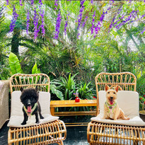 Provence Dogs.jpeg