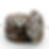 CHOCOLATE CRINKLE COOKIE