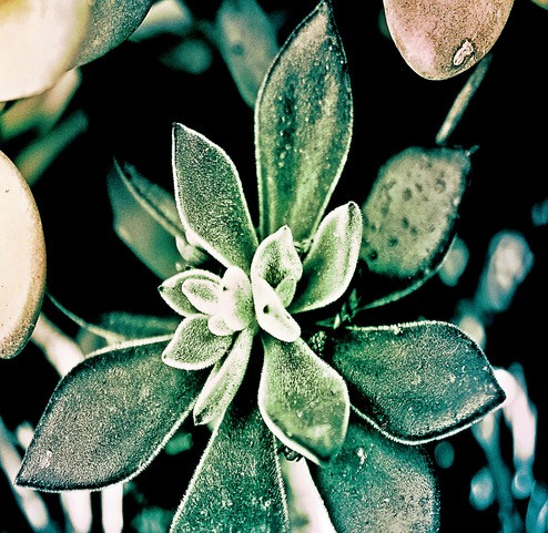 Succulents