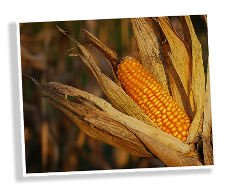 Corn.png