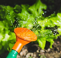 Plant Watering