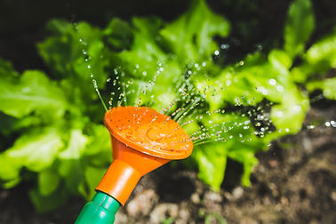 Plant Watering