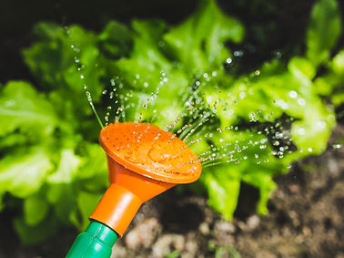 Plant Watering