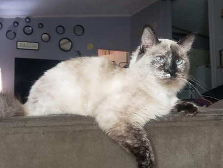 Oreo ragdoll female