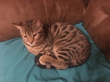 Damien a Bengal