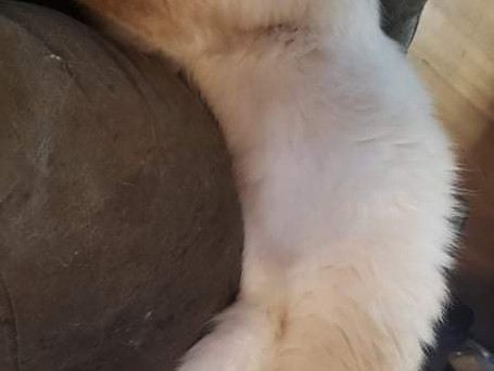 Pinky - Female seal point tortoiseshell ragdoll