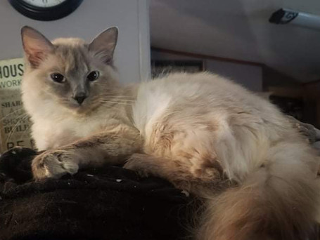 Teal - Blue point tortoiseshell ragdoll female