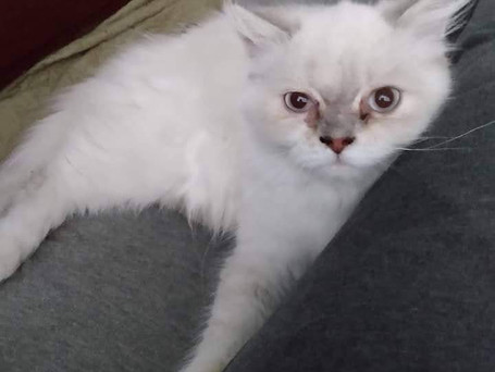 Fluffers- lilac Ragamuffin