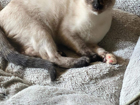 Lizzy siamese